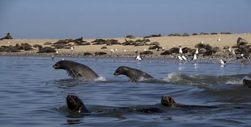 Location de camping-car Walvis Bay