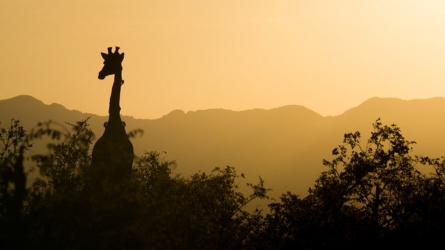 Safari en Afrique du Sud