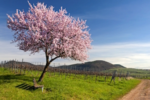 Road Trip en Allemagne - Route des vins